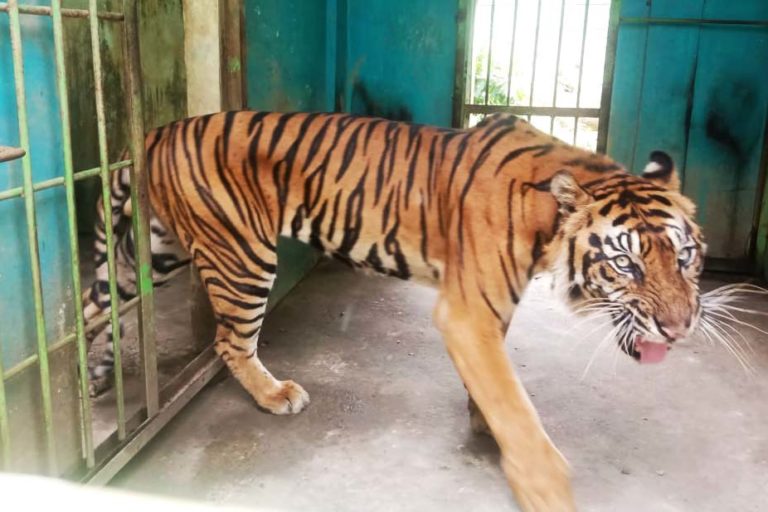 Pemkot Diminta Serius Perbaiki "Medan Zoo" Setelah Empat Harimau Meninggal