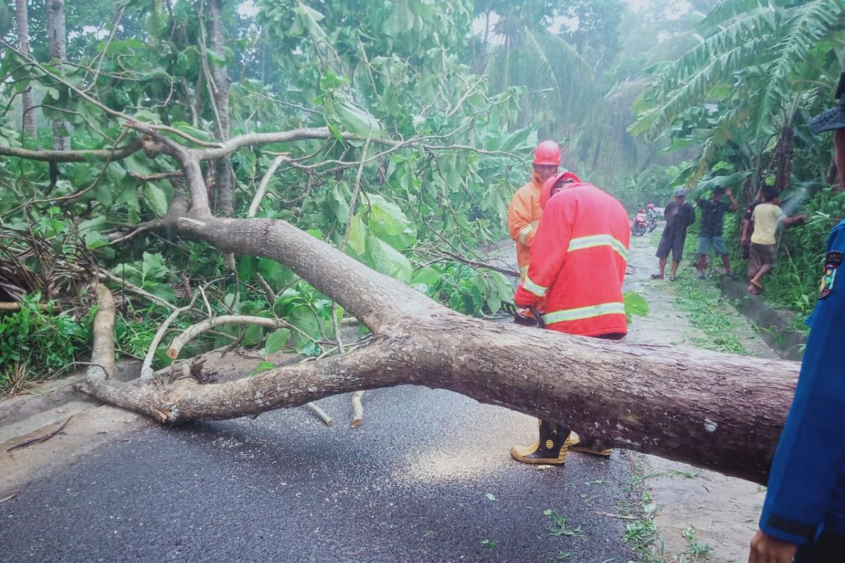 Hujan dan Angin Kencang Membuat Pohon Tumbang, Menutupi jalan di Lampung Selatan